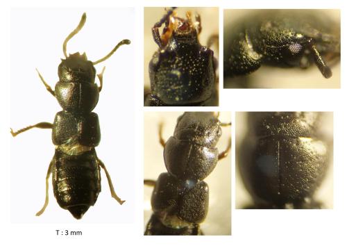Réf. 340 011 : Platystethus alutaceus